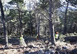 Biomass collection work in public forests.