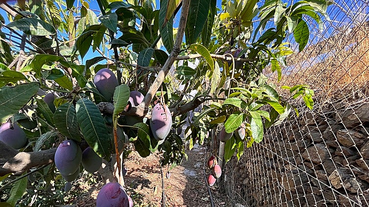 Spain's mango farmers claim 'we get 80 cents per kilo and the consumer pays six euros'