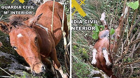 Foal rescued by police in Spain after falling from height of around eight metres and becoming trapped upside-down