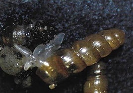 Acicula norrisi
