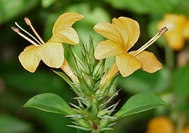 Barleria prionitis.