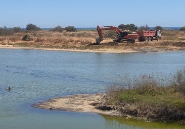 Work under way at mouth of Guadalhorce river in Malaga city to make it more 'bird-friendly'