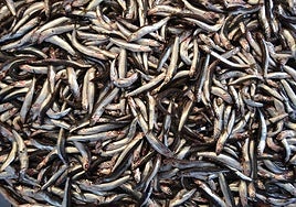 Cooking demonstrations and tastings on offer at Costa del Sol anchovy festival