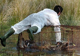Major bird flu outbreak declared at poultry farm in southern Spain's Andalucía region
