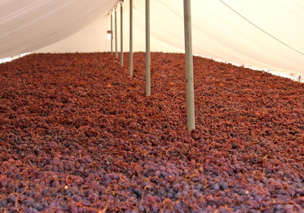 Imagen principal - Paco explains grape harvesting on his farm.