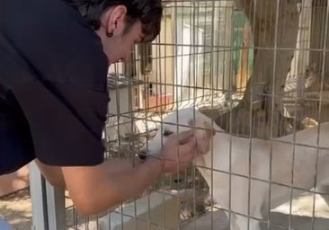 Petition launched to save Benalmádena animal shelter that has served the town for 35 years