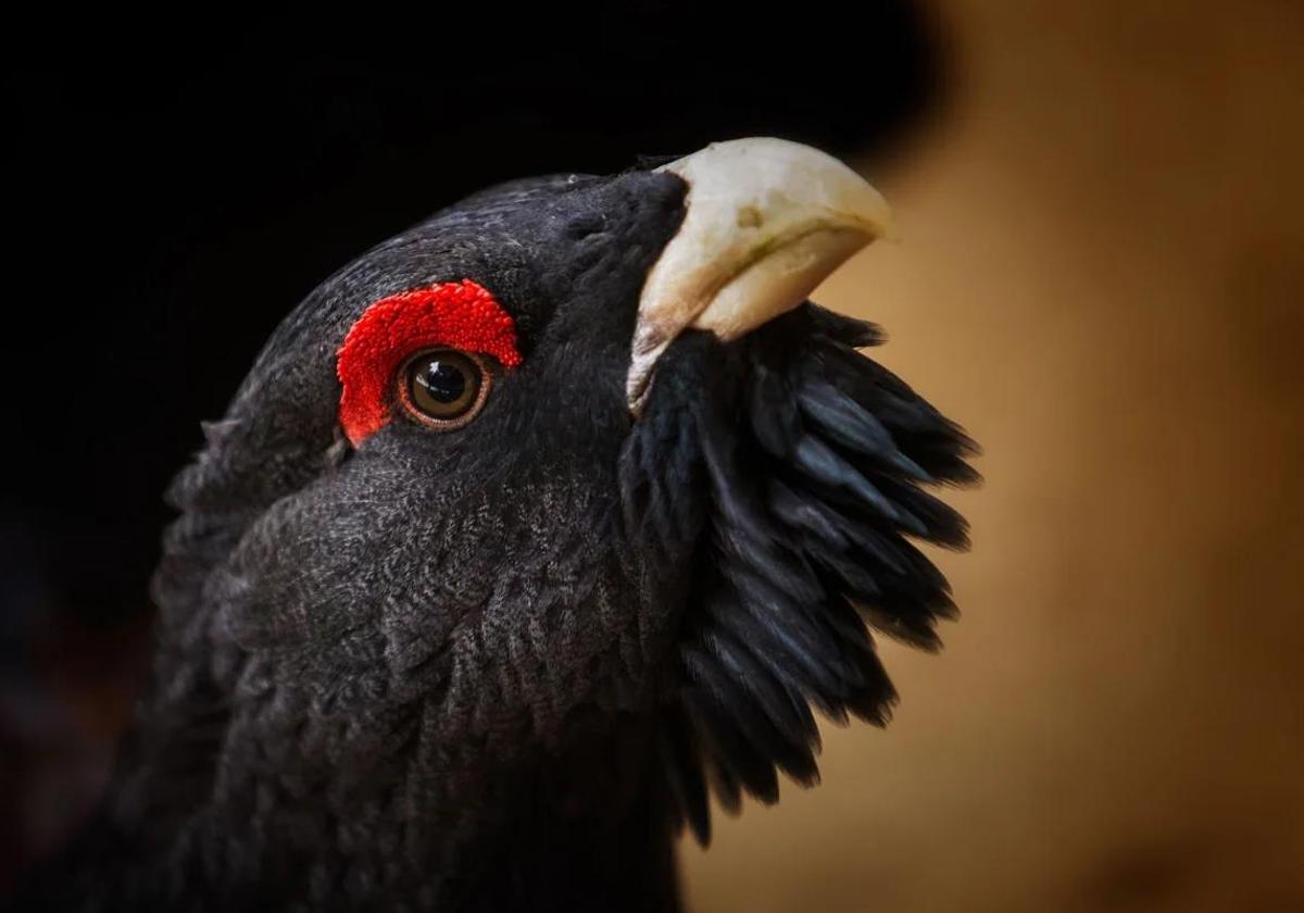 Spain's most endangered bird species escapes the devastating wildfires that swept much of the country