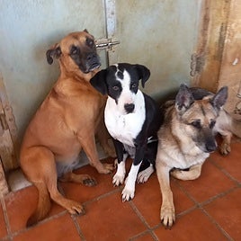 The shelter urgently needs to find homes for around 80 dogs.