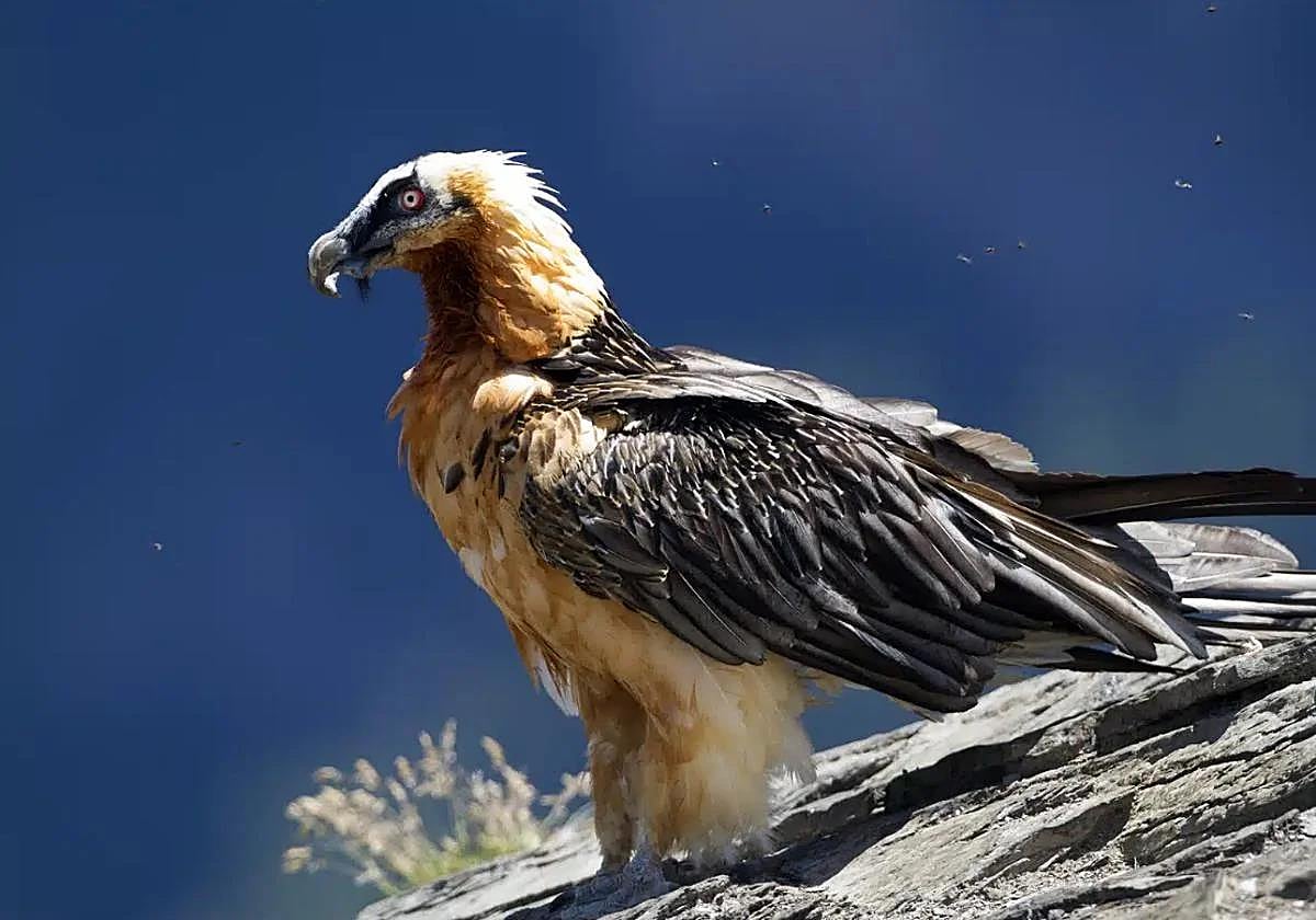 The 'quebrantahuesos', or bearded vulture
