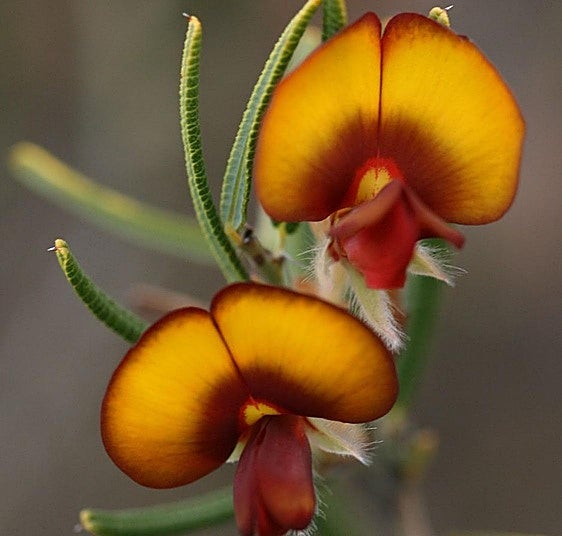 Gardening in southern Spain: Bossiaea eriocarpa