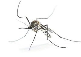 The tiger mosquito (Aedes albopictus), carrier of the West Nile Virus.