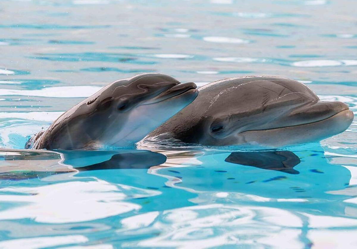 The dolphin family at Loro Parque welcomes a new member