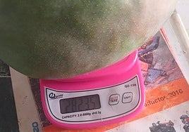 One of the whopping mangoes harvested in the Axarquía area in recent days.