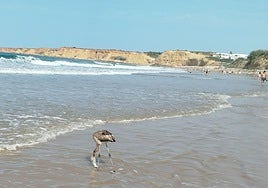 Fledgling flamingo takes bathers by surprise on a Costa de la Luz beach