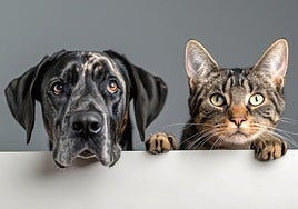 Tax payers in Andalucía will be able to deduct veterinary expenses for their pets from next year