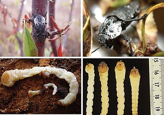 Regional government declares plague of black-headed worms in several provinces of Andalucía