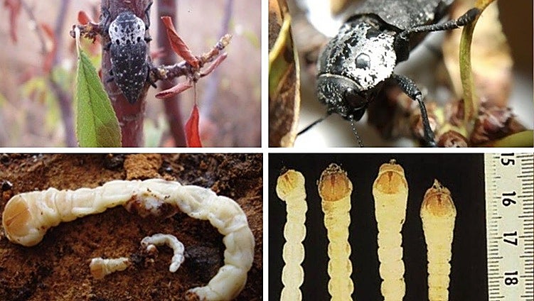 Regional government declares plague of black-headed worms in several provinces of Andalucía