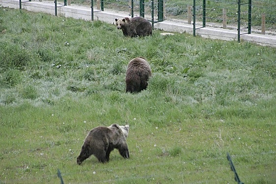 Young farmer dies of heart attack shortly after brown bear attacked his flock of sheep in Spain
