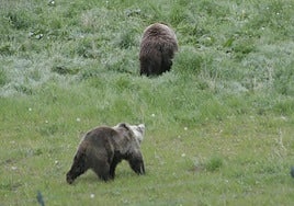 File image of brown bears in Spain.