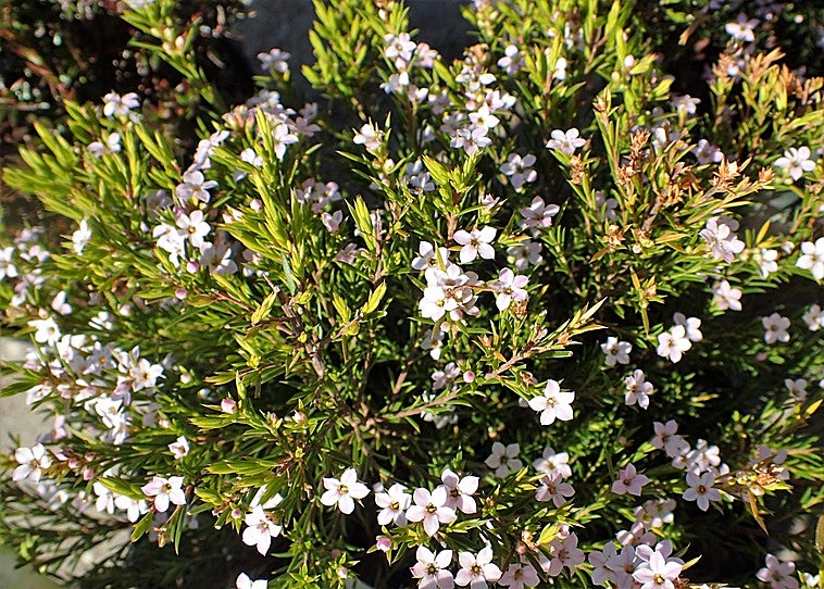 Gardening in southern Spain: Breath of heaven