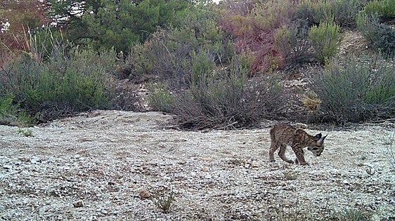 Four Iberian lynx kittens born this spring in Andalucía's Granada province