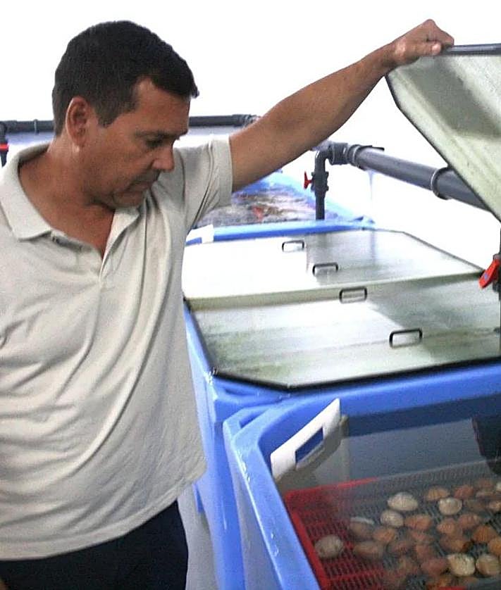 Imagen secundaria 2 - These are the shellfish species that have disappeared from the Costa del Sol&#039;s coastline: &#039;It is a disaster&#039;