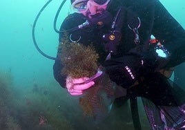 A diver shows the beneficial native algae.