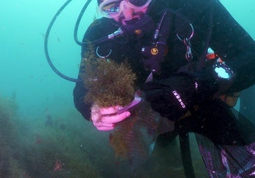 Malaga researchers discover Mediterranean algae capable of stopping spread of invasive Asian species