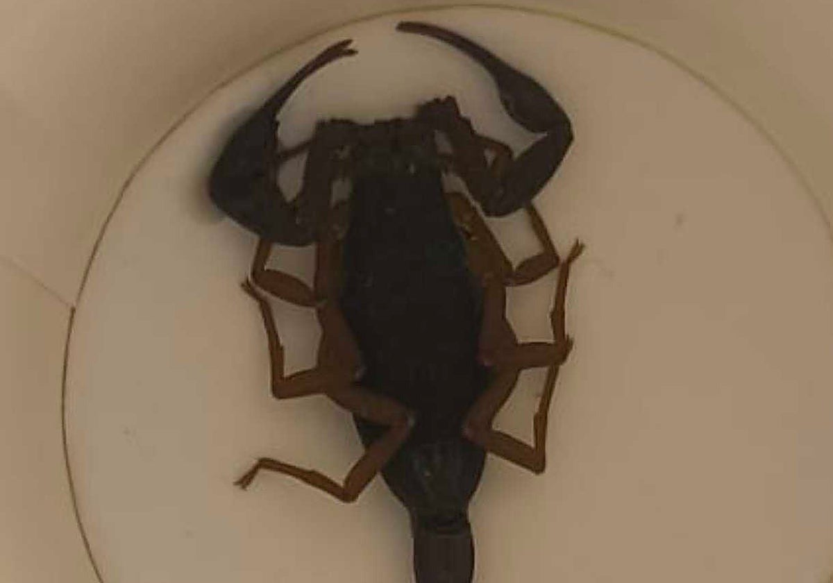 Woman stung by scorpion in Madrid hotel room rushed to hospital