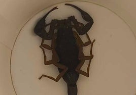 Woman stung by scorpion in Madrid hotel room rushed to hospital