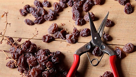 Seven little-known facts about Malaga's famous Muscatel raisins