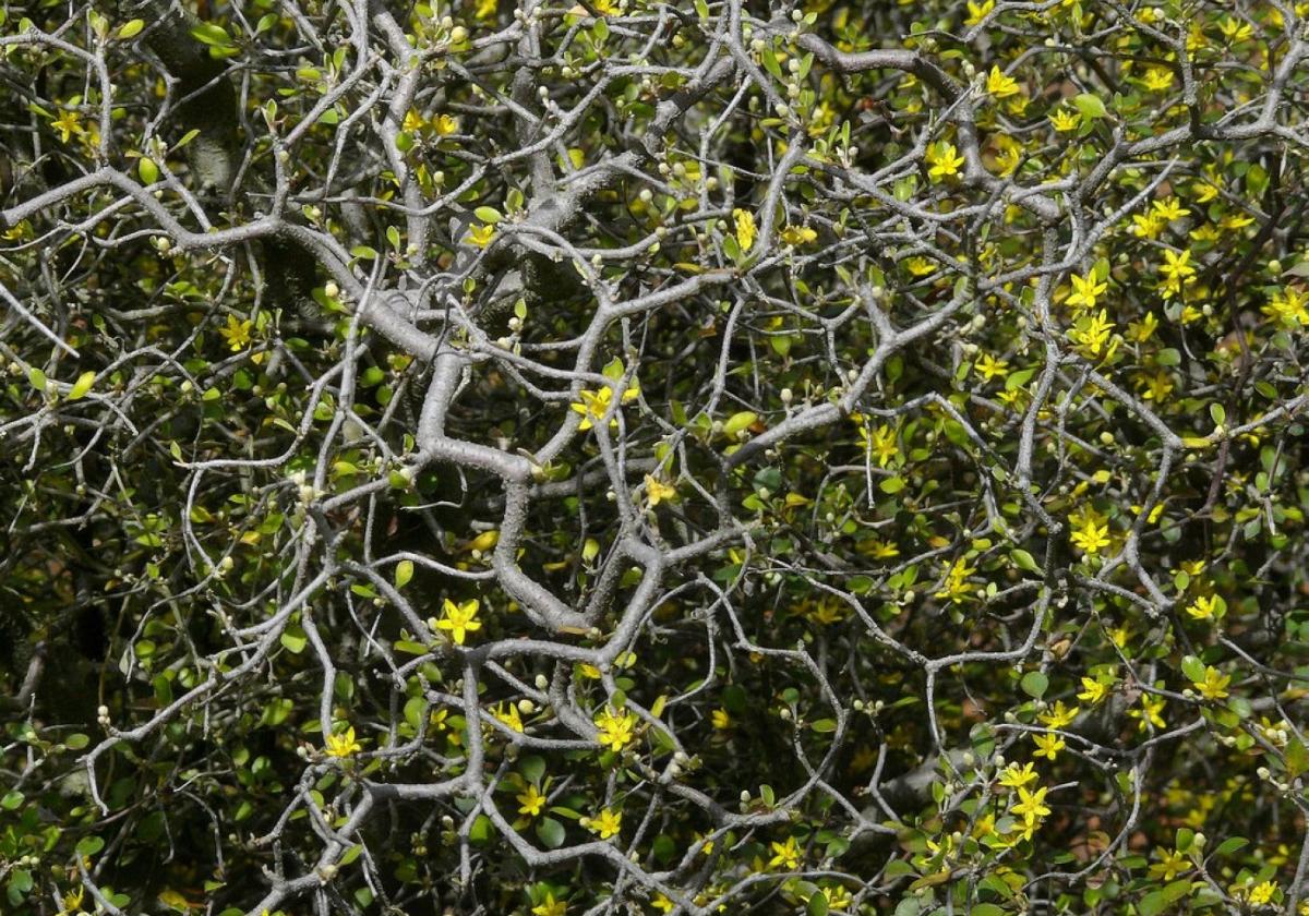 Gardening in southern Spain: Corokia cotoneaster