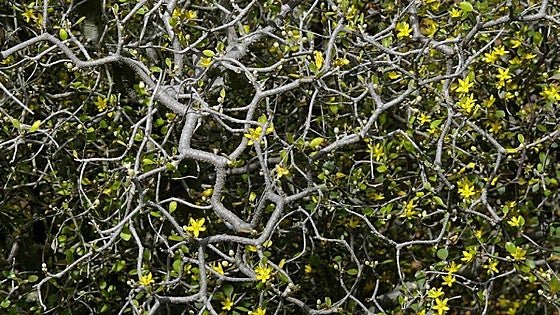 Gardening in southern Spain: Corokia cotoneaster