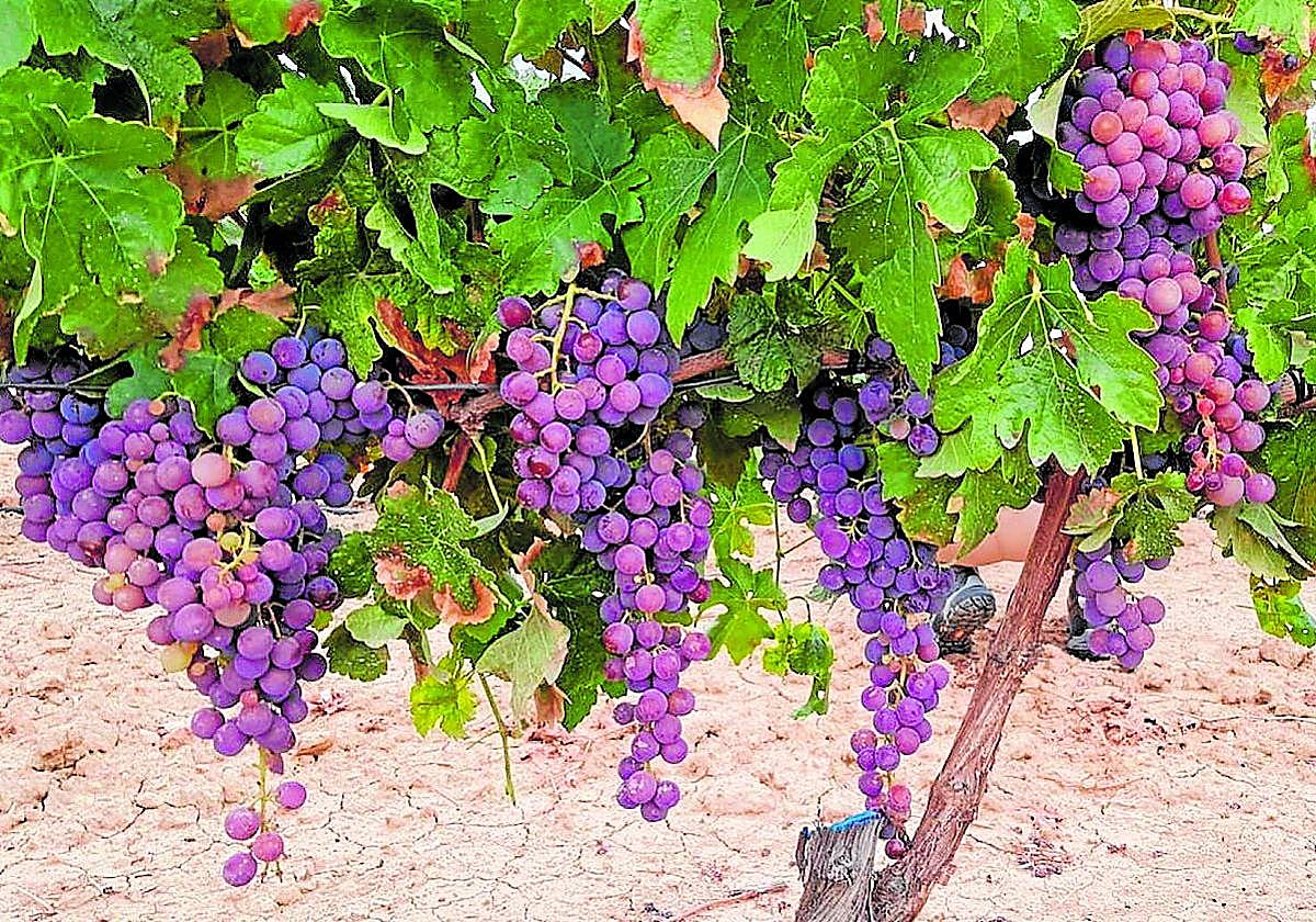 Vineyards in Malaga province were devastatedby Phylloxera in the late 19th and early 20th centuries.