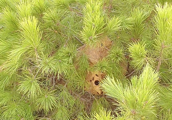 The hornets' nest in Alhaurín de la Torre.