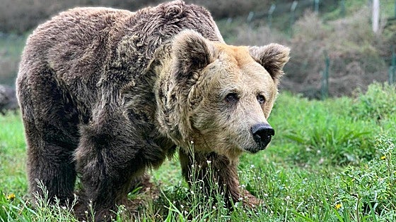 Bear attacks and injures Spanish tourist in Japan