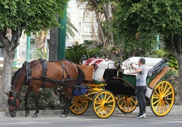 End of road for horse-drawn carriage rides for tourists in Malaga