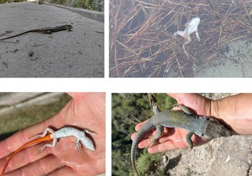 Four images of dead reptiles in the Frigiliana irrigation channel.