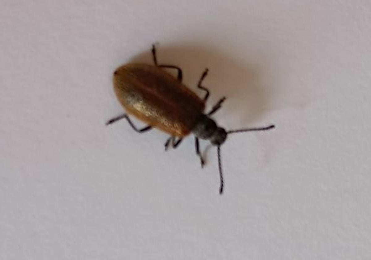 A specimen in a home where they have found these beetles hatching.