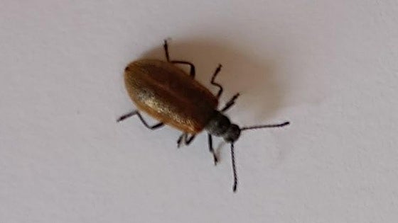 Have you spotted these creepy crawlies in your Costa del Sol home and should you be worried?