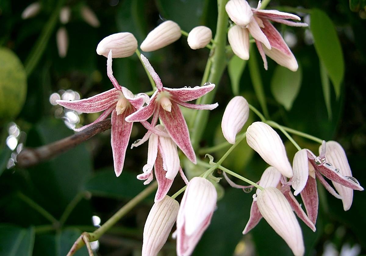 Stauntonia hexaphylla.
