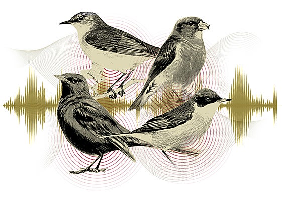 An audio guide to birdsong in Malaga province