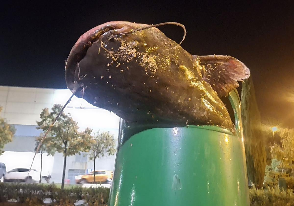 The catfish in a bin on Calle Río Lomo in Logroño.