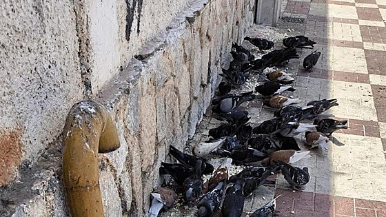 Malaga town culls more than 400 pigeons in recent months