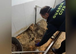An officer attends to one of the animals from the kennel dismantled in Ordes, La Coruña.