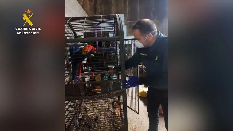 An officer rescues a macaw from its cage.