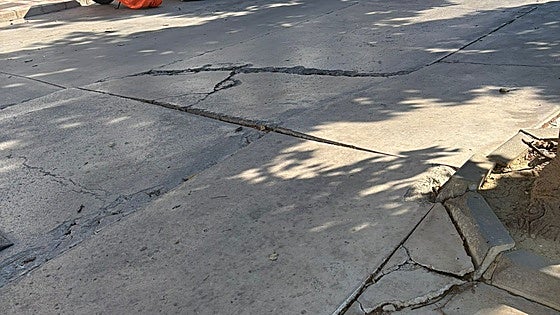 Outrage in Torremolinos over town hall plan to 'remove' 14 large trees