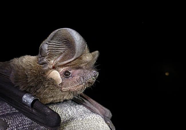 Free-tailed bat.