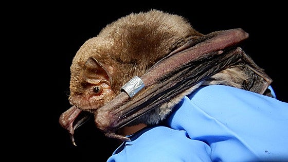 Studies of Schreiber's bat are under way in both Gibraltar and Morocco