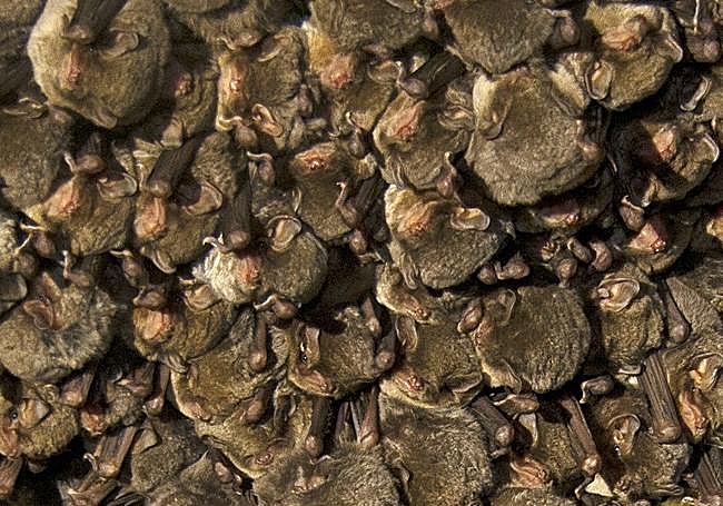 Schreiber's bats found hanging in cave.